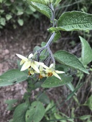 Solanum bulbocastanum