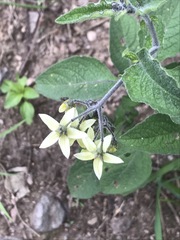 Solanum bulbocastanum