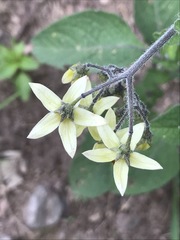 Solanum bulbocastanum