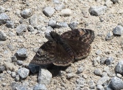 Erynnis lucilius