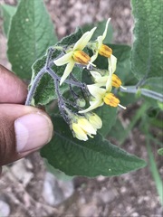 Solanum bulbocastanum