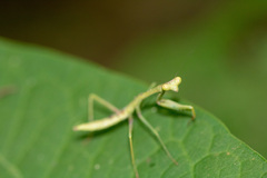 Stagmomantis