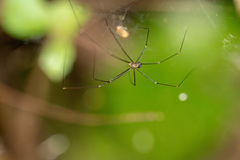 Stagmomantis