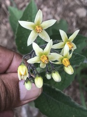 Solanum bulbocastanum
