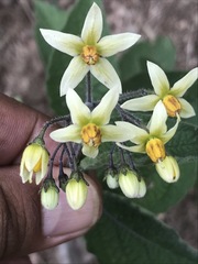 Solanum bulbocastanum