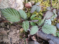 Rubus hirsutus