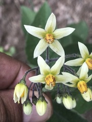 Solanum bulbocastanum