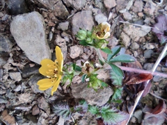 Potentilla kleiniana