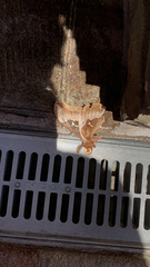 Callosamia angulifera