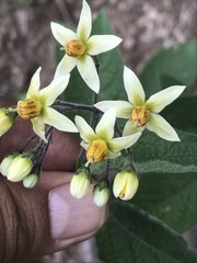 Solanum bulbocastanum