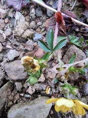 Potentilla kleiniana