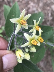 Solanum bulbocastanum