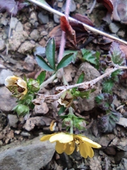 Potentilla kleiniana