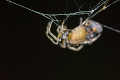 Eriophora