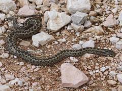 Vipera ursinii