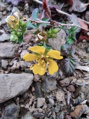 Potentilla kleiniana
