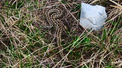 Vipera ursinii