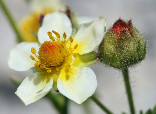 Drymocallis pseudorupestris var. crumiana