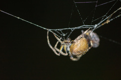 Eriophora