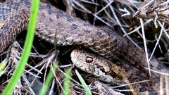 Vipera ursinii