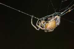 Eriophora