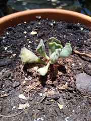 Adromischus cristatus