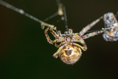 Eriophora