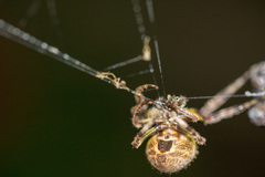 Eriophora
