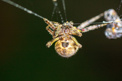Eriophora