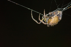 Eriophora
