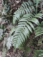 Plagiogyria japonica