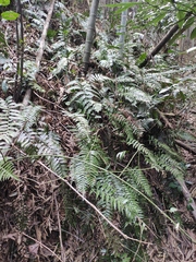 Plagiogyria japonica