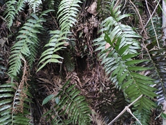 Plagiogyria japonica