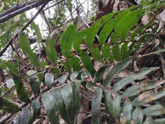 Plagiogyria japonica