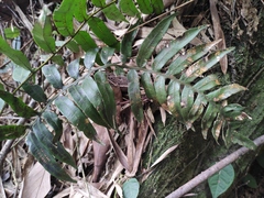 Plagiogyria japonica