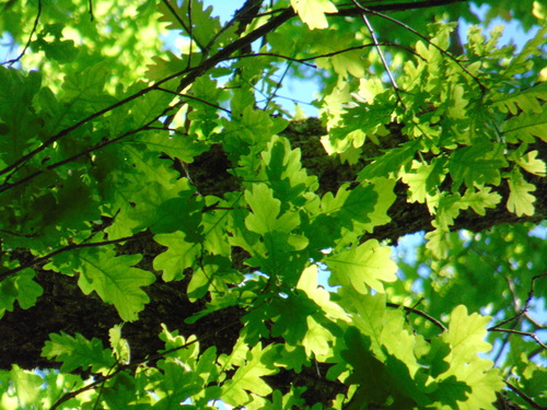 dub letný (Quercus robur)