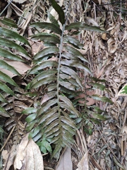 Plagiogyria japonica