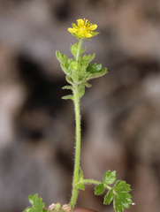 Ivesia saxosa