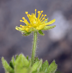 Ivesia saxosa