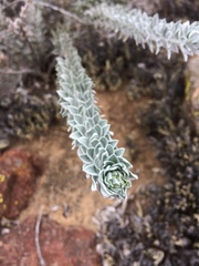 Acmispon argophyllus adsurgens