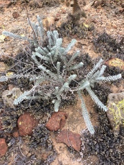 Acmispon argophyllus adsurgens