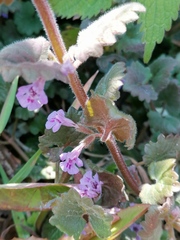 Glechoma hederacea