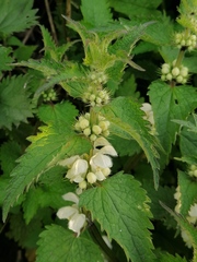 Lamium album