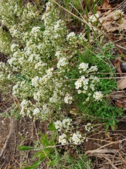 Draba hyperborea, photograph Анна Митрошенкова, CC BY, iNaturalist via GBIF