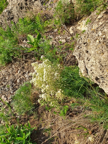 Draba hyperborea, photograph 2