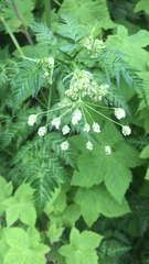 Anthriscus sylvestris
