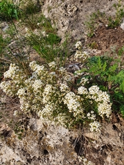 Draba hyperborea, photograph Анна Митрошенкова, CC BY, iNaturalist via GBIF