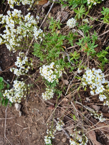 Draba hyperborea, photograph 4