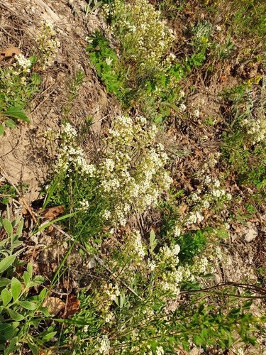 Draba hyperborea, photograph 5
