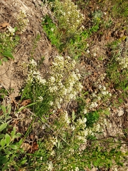 Draba hyperborea, photograph Анна Митрошенкова, CC BY, iNaturalist via GBIF